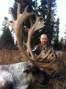 Old hard-horned, late-season bull with a thick white mane